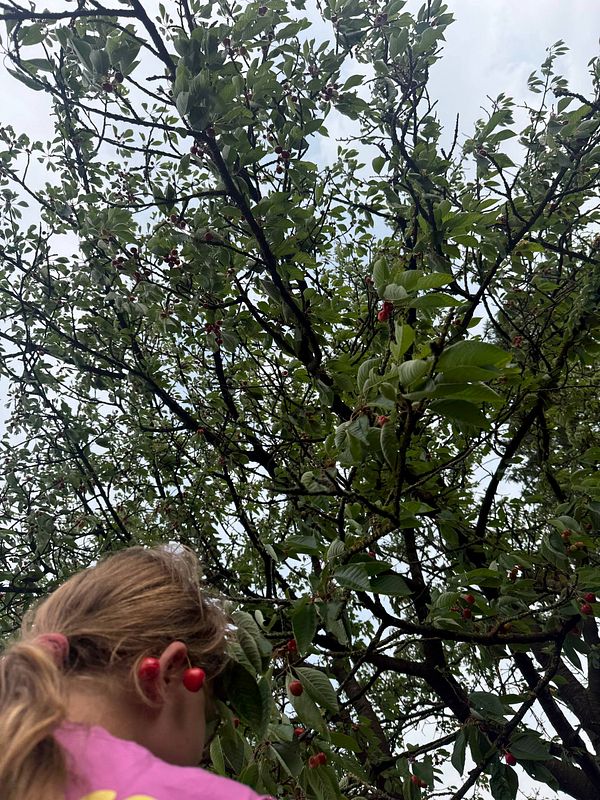 Close-up of ripe cherries hanging on a tree branch surrounded by green leaves.