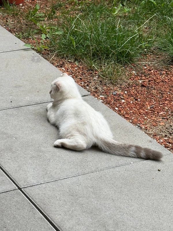 A white cat is lounging on a concrete surface in a garden setting.