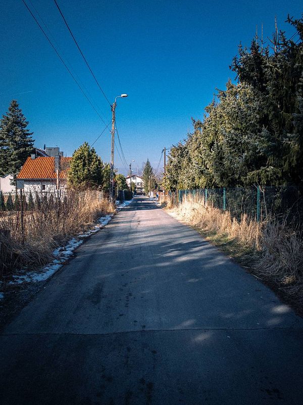 A serene, tree-lined road under a clear blue sky, perfect for a morning walk.