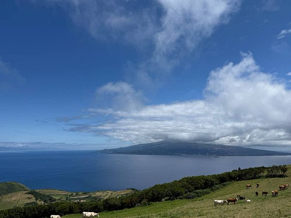 A scenic view of a coastal landscape with cows grazing on a hillside under a blue sky with clouds.