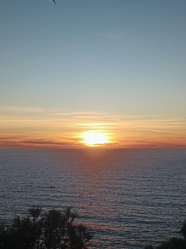 A vibrant sunset over the ocean with colorful skies and silhouettes of plants in the foreground.