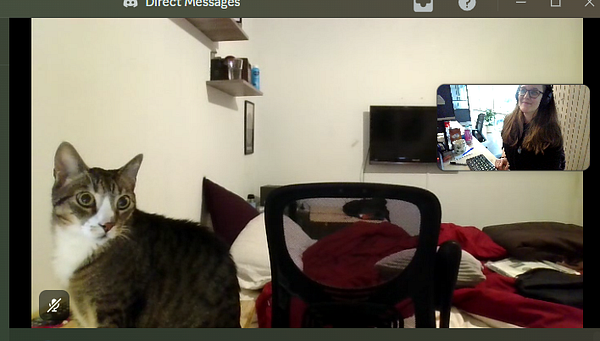 A cat is seen in a home office setting while a person is visible in a video call.