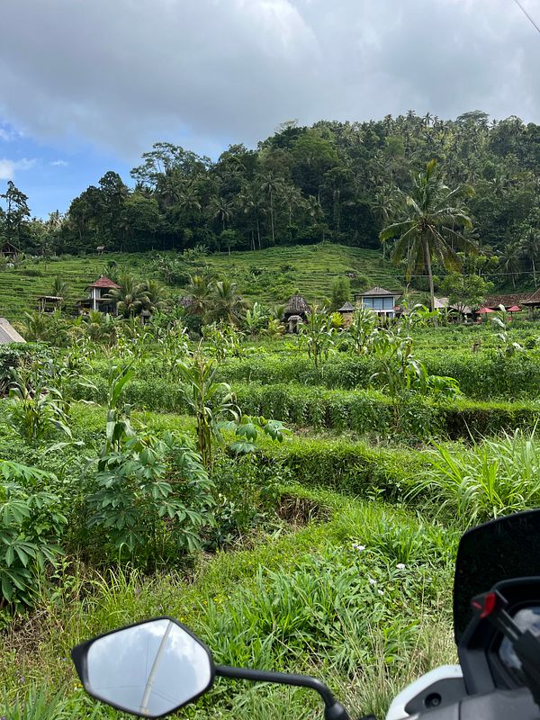 A scenic view of lush green rice terraces in Sideman, Bali, with a motorcycle in the foreground.