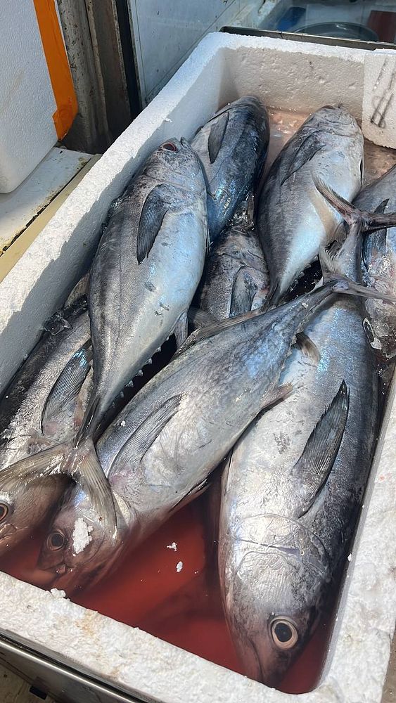 A collection of fresh fish displayed in a cooler.