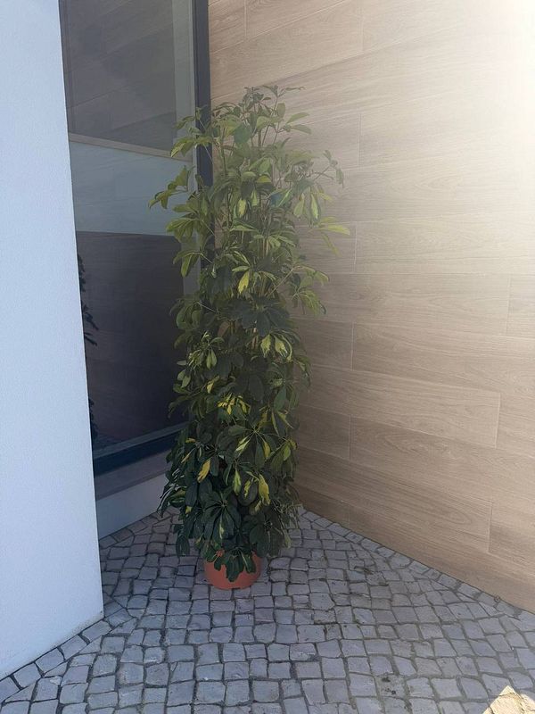 Photograph of an outdoor garden area with a variety of plants arranged in rows within a paved stone courtyard enclosed by white buildings.