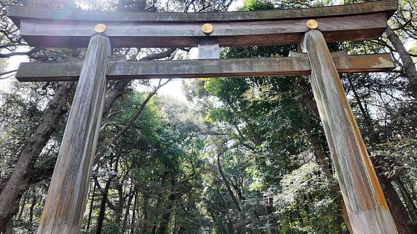 A peaceful scene of a tree casting reflection in still water during the sunset with Mount Fuji in the background.