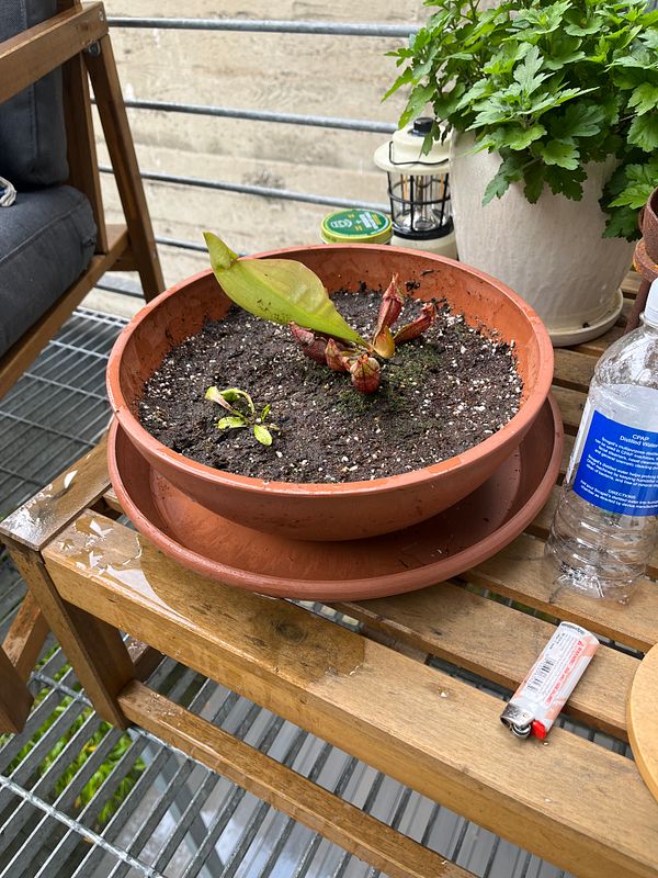 A carnivorous plant in a small pot with visible soil is placed partially submerged in a puddle on a wooden surface outdoors.