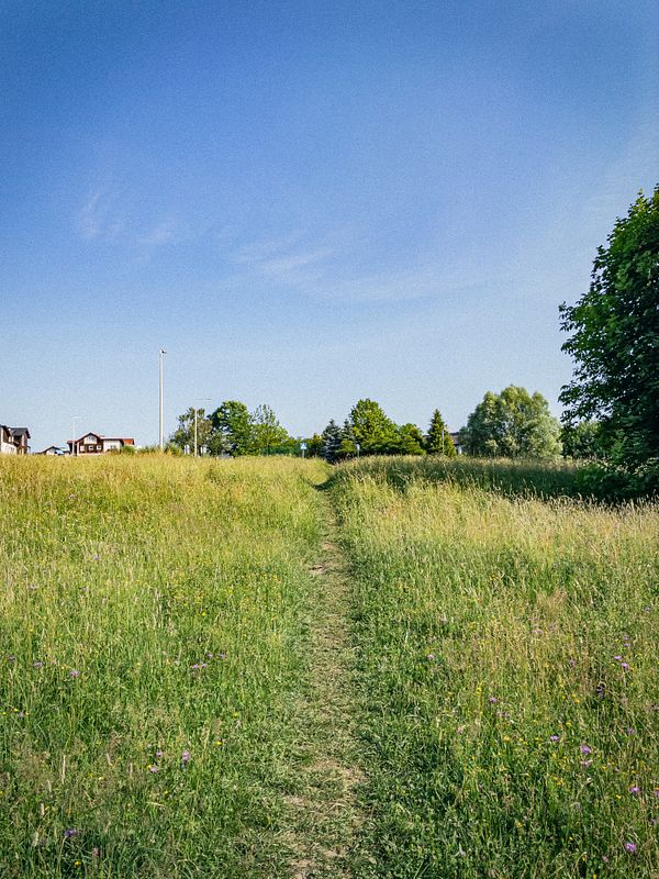 A scenic morning landscape with a forest view and a distant lake under a blue sky.