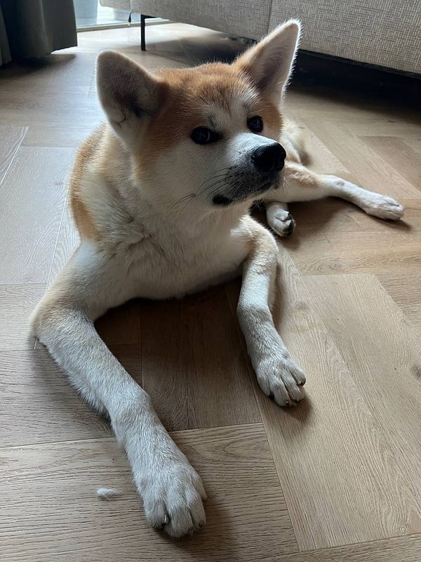 A relaxed Akita dog lying on a wooden floor.