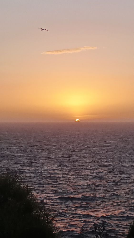 A serene sunset over the ocean with a bird flying in the sky.
