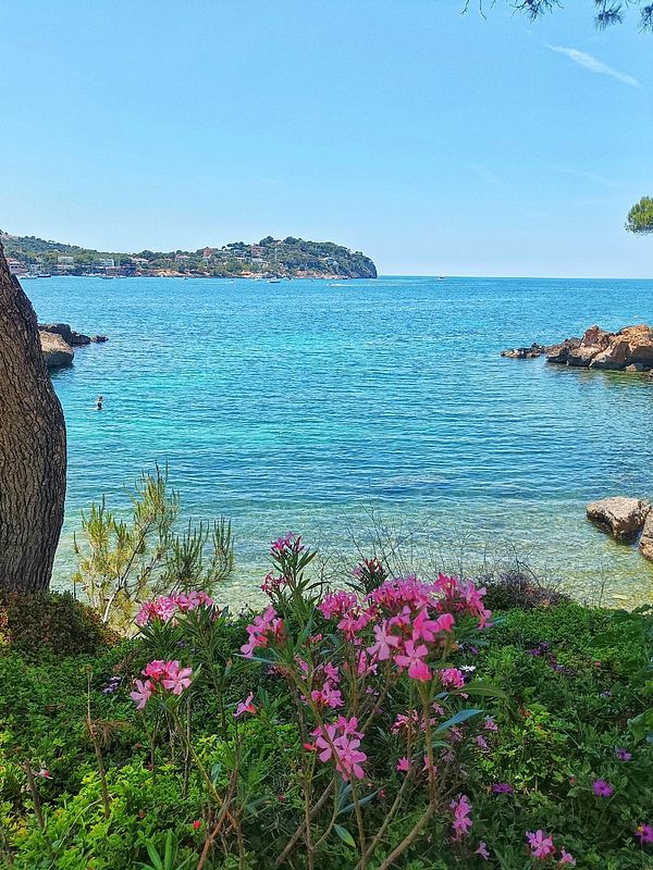 A serene beach scene featuring clear blue water and vibrant flowers in the foreground.