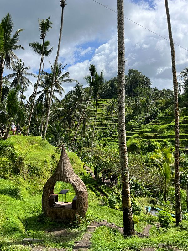 Lush green rice terraces with a traditional straw hut and palm trees under a partly cloudy sky.