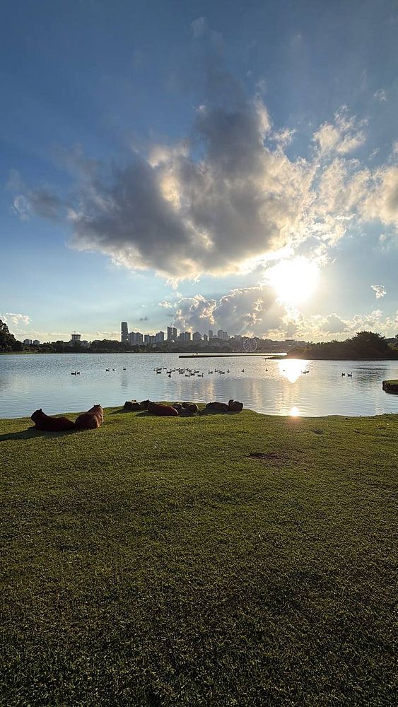 A smartphone screen displaying a location tracking map and workout details for a 3.10 km walk in a park.