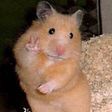 creasehammy