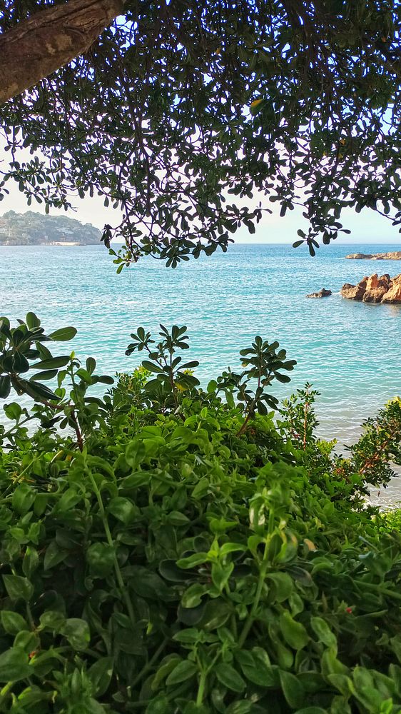A serene coastal view framed by lush greenery.
