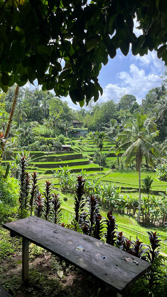 A scenic view of lush rice terraces surrounded by tropical vegetation.
