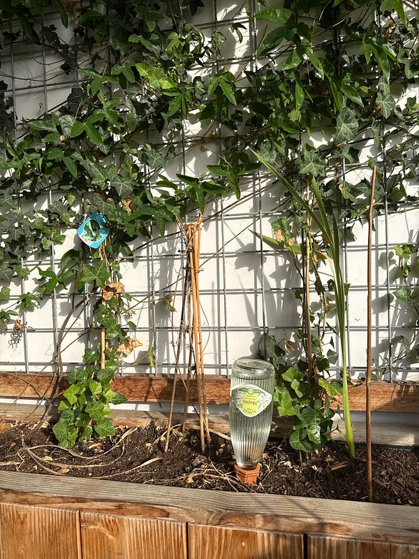 Overhead view of a plant care setup with a green plant, spray bottle, gloves, and various tools on a green table.