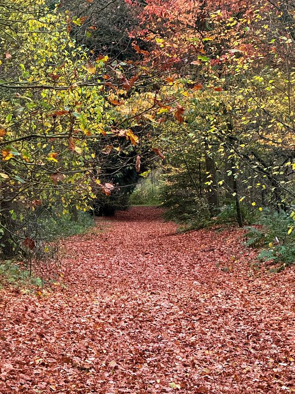 A serene forest path covered in colorful autumn leaves.