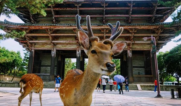 A deer stands prominently in front of a traditional Japanese temple in Nara, Japan, with visitors in the background.