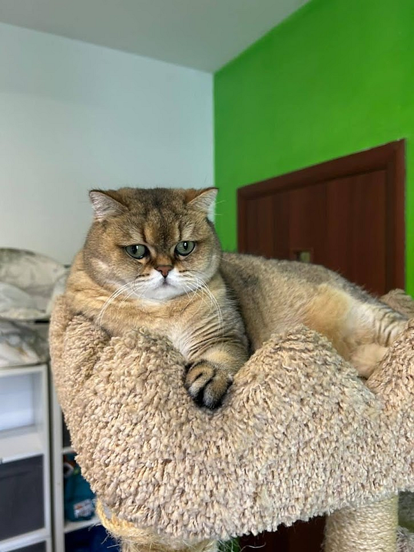 A chubby cat lounges comfortably on a cat tree in a brightly colored room.
