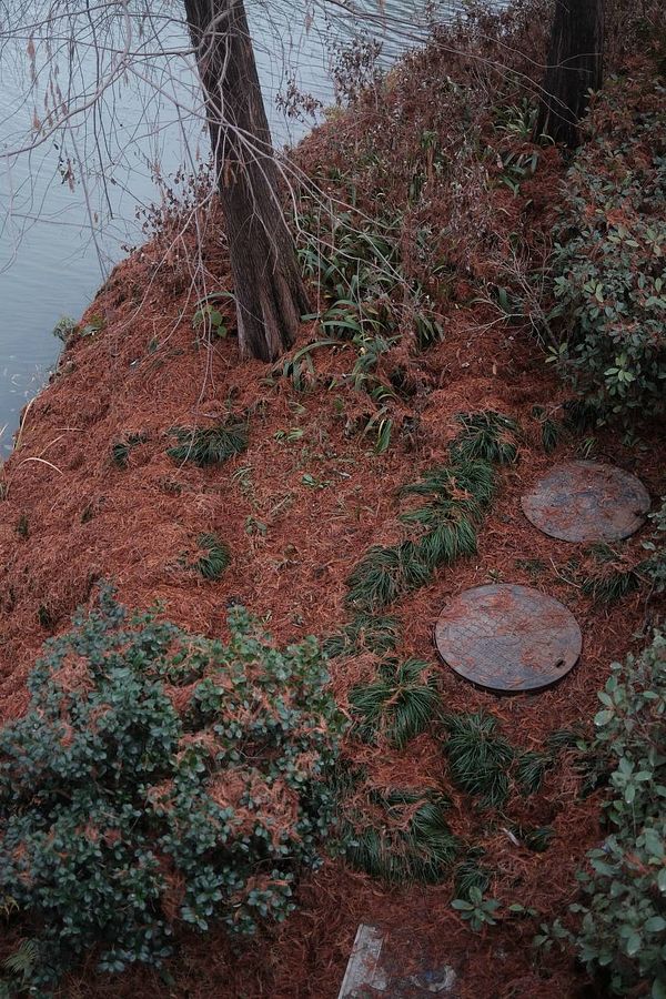 A serene lakeside scene at Xianghu Hu featuring lush green willow trees, calm water, and distant modern city buildings under a clear sky.