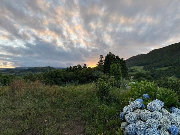 A scenic view of a landscape at sunset, featuring lush greenery and blooming flowers.