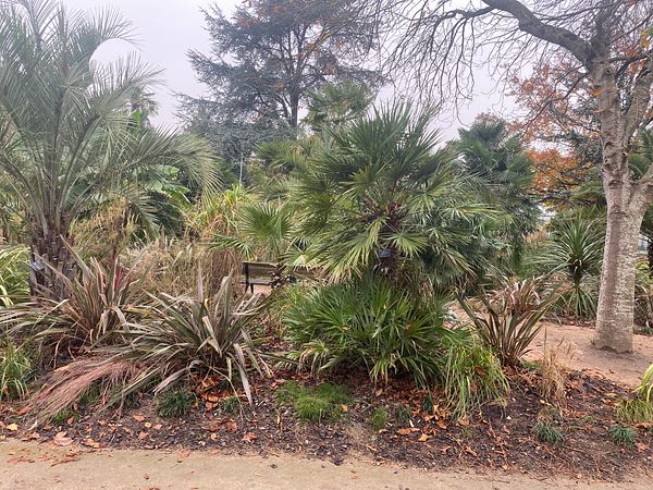 A lush garden area featuring various types of plants and trees.