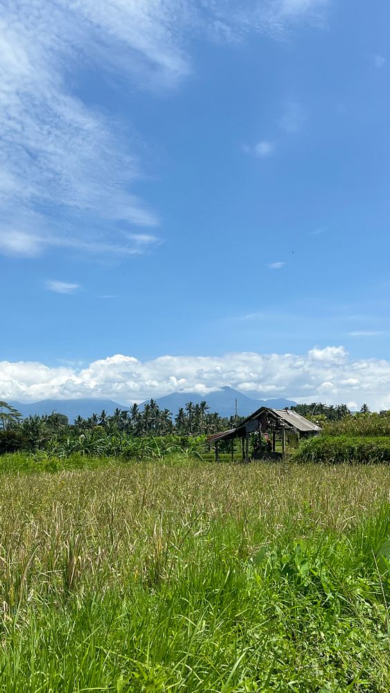 A scenic view of lush green fields and a traditional structure under a bright blue sky in Ubud.