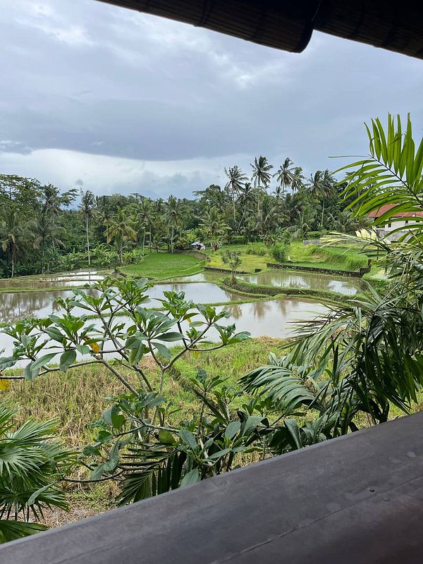 A scenic view of lush rice paddies and palm trees under a cloudy sky.