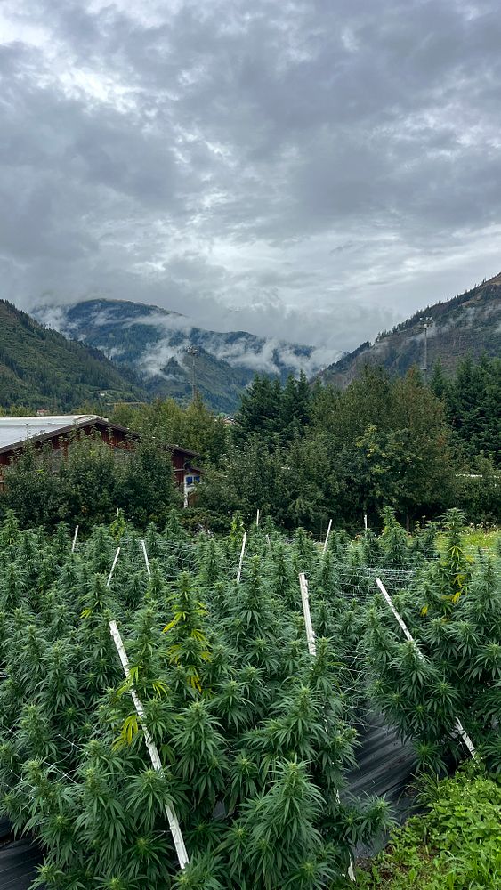 A lush field of cannabis plants is set against a backdrop of mountains and cloudy skies.