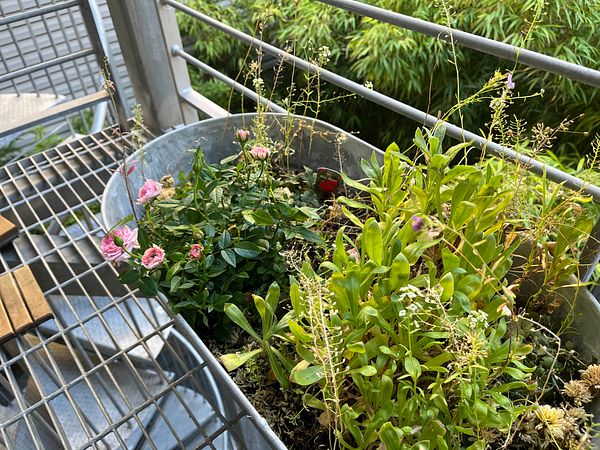 A balcony planter filled with a mini rose bush and various other plants.