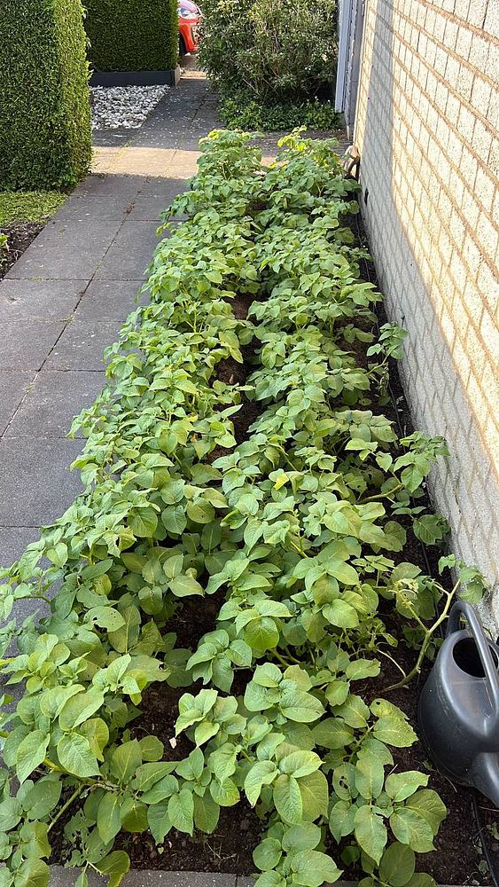 A well-maintained garden bed filled with lush green plants alongside a pathway.