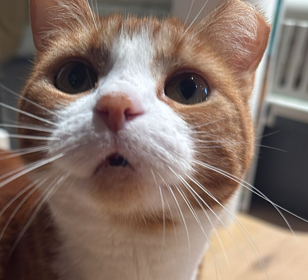 A close-up of a curious orange and white cat with prominent whiskers.