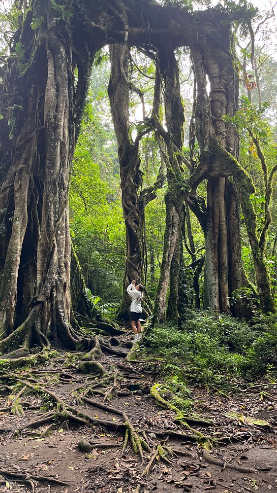 A person stands among towering trees in a lush forest in Bali.