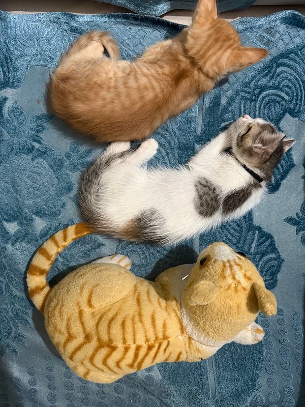Three cats are resting on a soft, textured blanket, with one being a plush toy.
