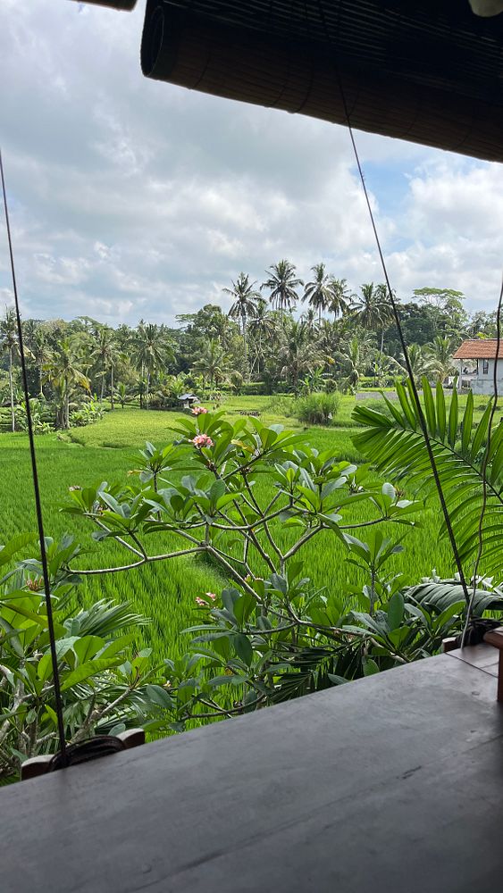 A serene view of lush green rice fields framed by tropical plants.