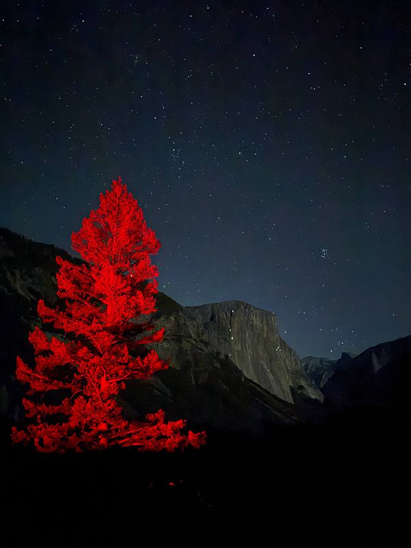 A striking red tree stands illuminated against a starry night sky in Yosemite National Park.