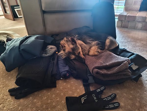 A small dog is sleeping on a pile of clothing and a backpack, making packing difficult.