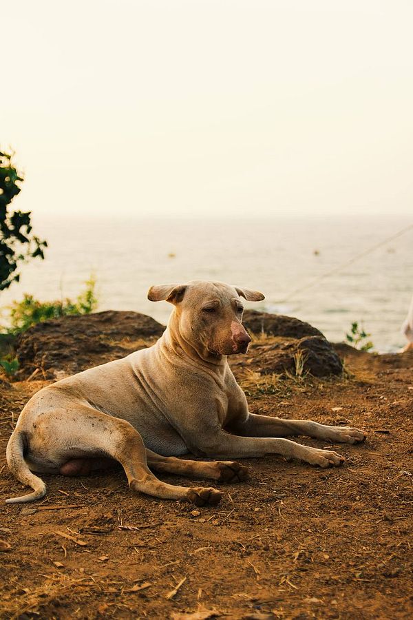 A light-colored dog is resting on a dirt surface with a scenic view of the sea in the background.