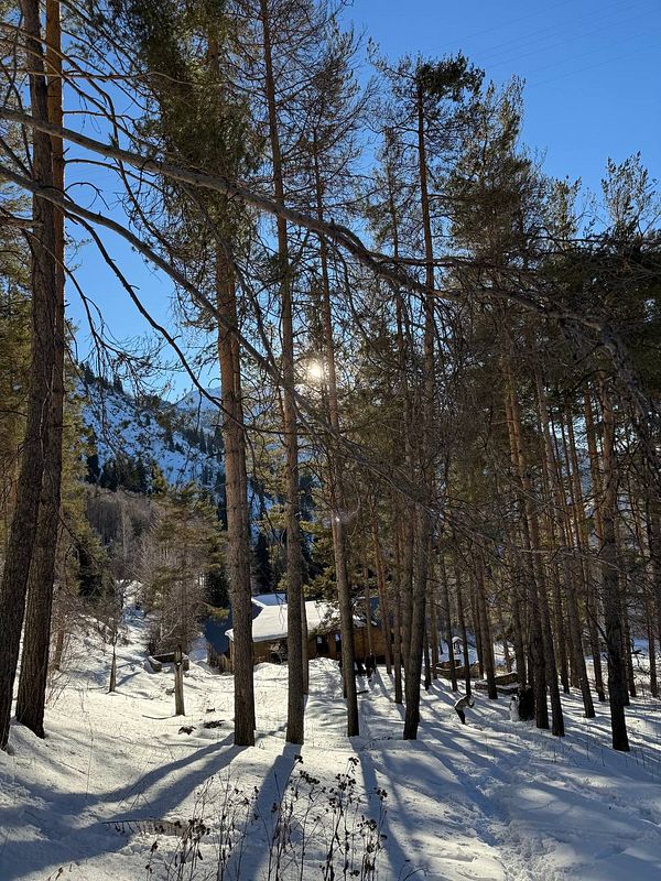 A serene winter landscape featuring tall pine trees and a cabin surrounded by snow.