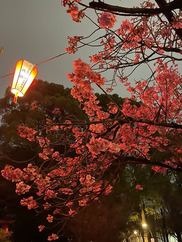 Outdoor scene in Japan featuring a street with traditional and modern buildings, parked scooters, and a person walking on the sidewalk.