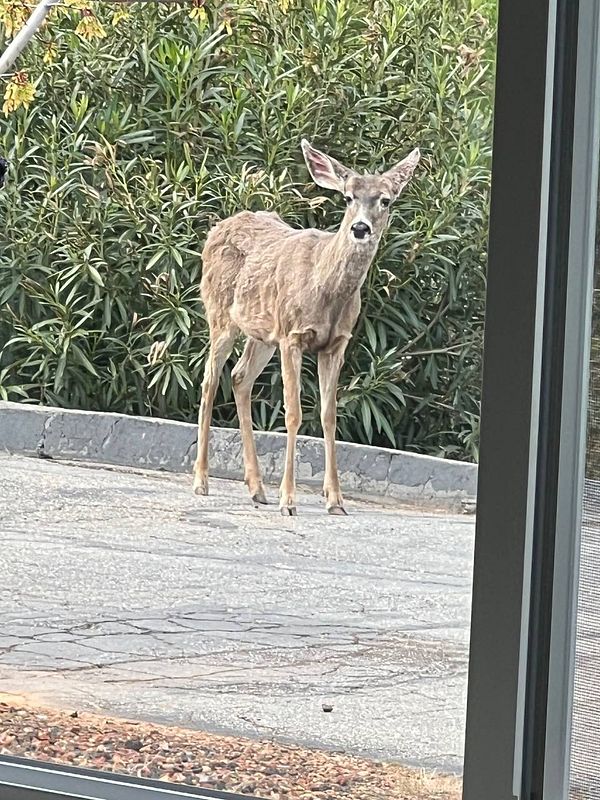 A deer stands on a paved area near a lush green backdrop.