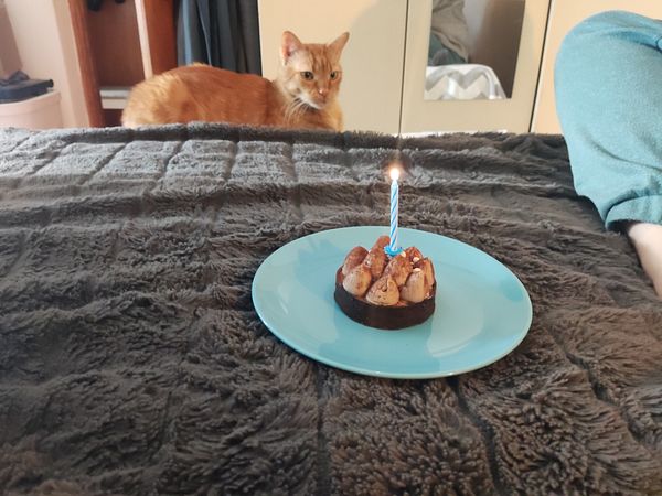 A birthday celebration scene featuring a small cake with a candle and a curious cat.