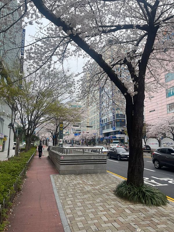 A scenic urban street lined with cherry blossom trees in full bloom.