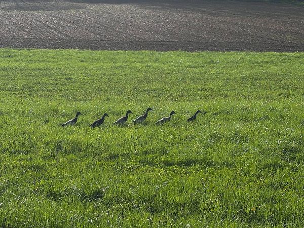 A line of ducks is walking through a lush green field.