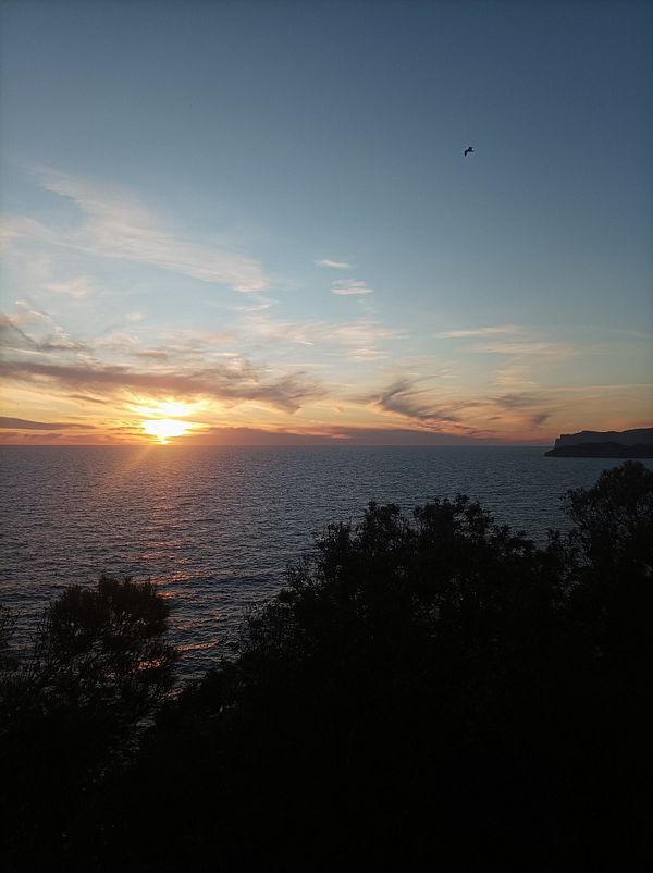 A stunning sunset over the ocean with silhouetted trees in the foreground.