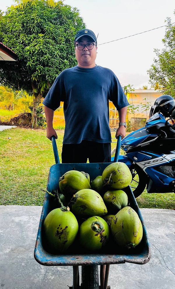 A close-up image of a bunch of green coconuts still attached to a palm tree.