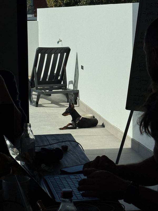 A dog relaxes in a sunlit outdoor area while a person works at a desk indoors.