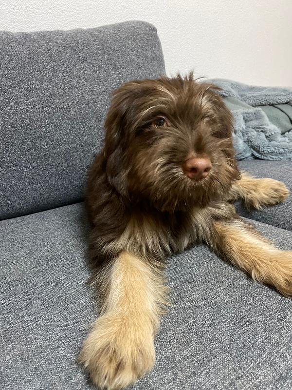 A cute brown dog lounging on a gray couch.