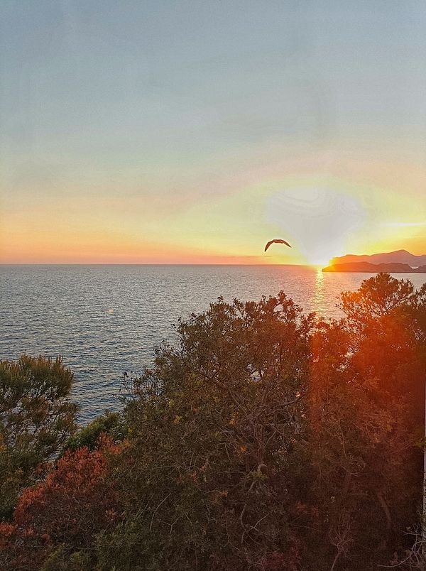 A serene sunset over the ocean with trees in the foreground.